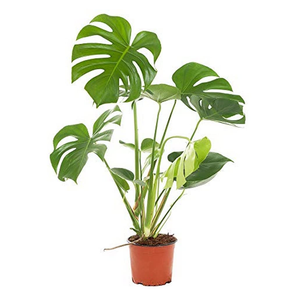 OhhSome Monstera Deliciosa Split Leaf Plant - Swiss Cheese Vibrant
